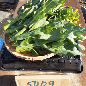 春限定‼菜花(味美菜)＆ルッコラの花芽のセット❣