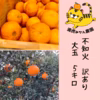 和歌山県産☆不知火　大玉　訳あり家庭用 5キロ