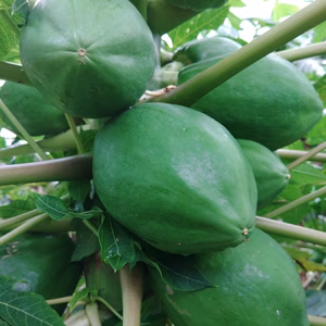 酵素たっぷり！ヘルシー青パパイヤ