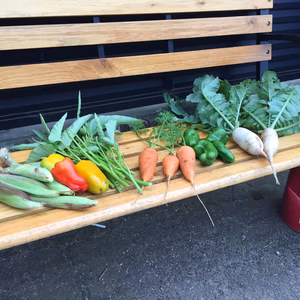 無農薬野菜セットSサイズ