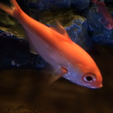 釣り初心者見習い