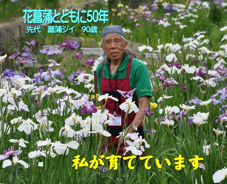 【父の日ギフト】花菖蒲の苗(厳選５品種5ポット)メッセージカード付
