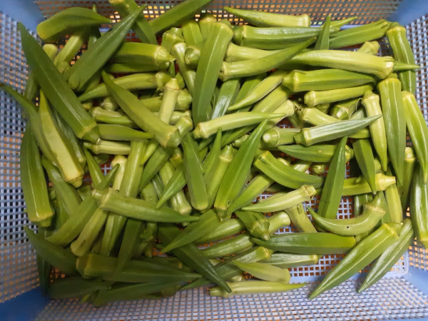 石垣島産オクラ