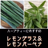 【ハーブ２種】レモングラス＆レモンバーベナ☆摘みたてお届け！