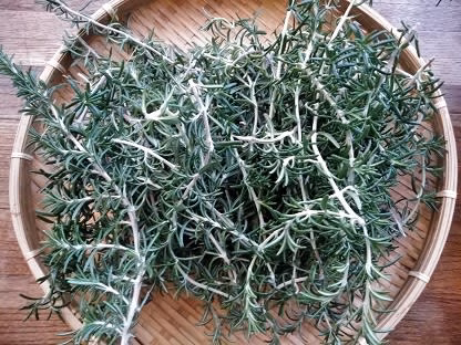 生！！ローズマリー（匍匐性）２０g