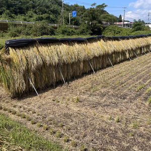 R6年産掛干しヒノヒカリ(精米)