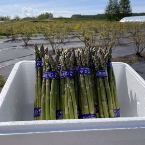 限定栽培！北海道産の露地アスパラ【甘くて香り豊か】朝採り即日クール便