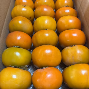 最終！溝端早生柿　小玉ちゃん18個