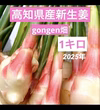 高知県産　朝採れ新生姜レシピ付き　1キロ