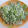 【有馬温泉の麓発】天然 生よもぎ100g 兵庫県旧有馬郡産 山菜
