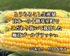 【予約割引】十勝芽室 極甘ジューシーコーン とうもろこしの王様  8月中旬発送