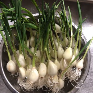 ☆TVで紹介されました☆金沢産ブランドにんにく使用！金澤発芽にんにく