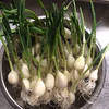 ☆TVで紹介されました☆金沢産ブランドにんにく使用！金澤発芽にんにく