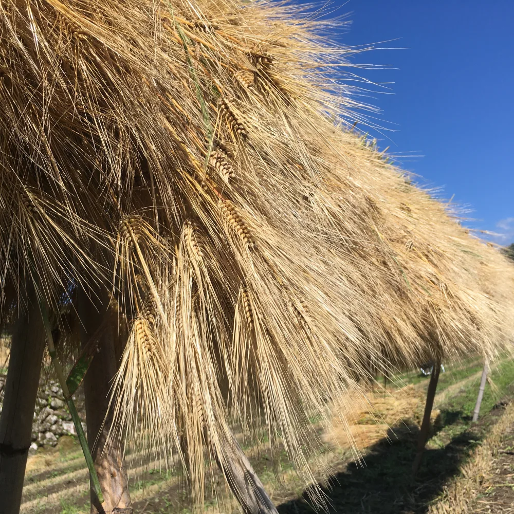 新茶　三重県熊野産　天日干し　無農薬六条麦茶
