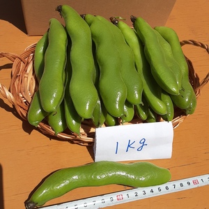大粒で甘味があって美味しい❣かまちゃん農園の「一寸そら豆」6点限り‼️