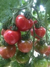 ミニトマト、中玉トマトセット。(プチぷよを含む3〜5品種)