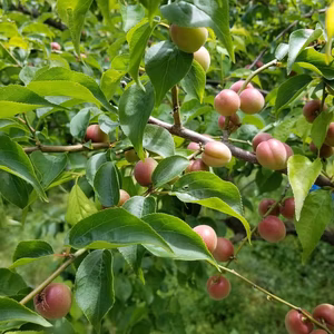 可愛い紅小梅ちゃん