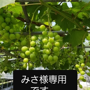 みさ様専用です。