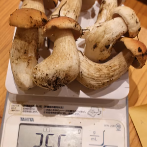 お得！高級■ニセコ産■天然■生ポルチーニ茸