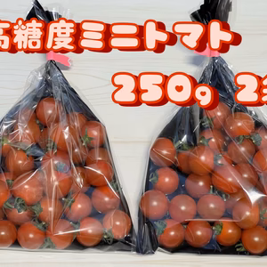 【お試し】 あぽろん フルーツミニトマト 送料込み