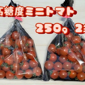 【お試し】 あぽろん フルーツミニトマト 送料込み