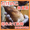 期間限定！甘い！無農薬 天然 竹の子 筍 たけのこ タケノコ