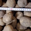 自然栽培のジャガイモ（男爵）