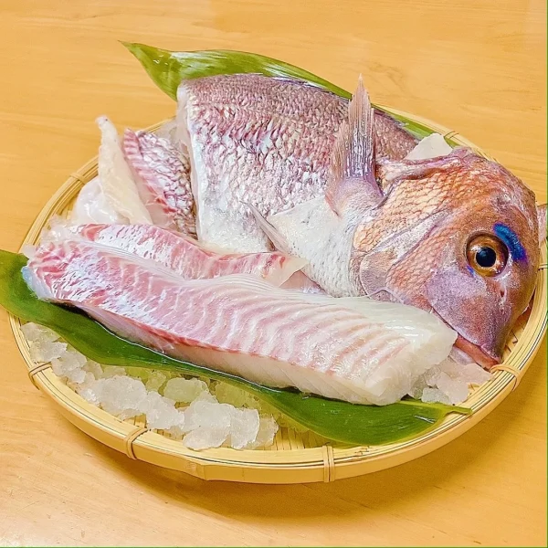 【新発売】天草産 真鯛1尾食べ尽くしセット（冷蔵）