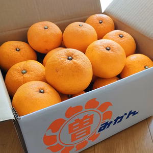 特別栽培•低農薬「甘夏みかん」10kg