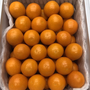 【宮崎ブランドと同品】完熟！金柑