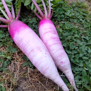 【自然栽培】あやめっ娘だいこん4kg以上★農薬・肥料不使用｜大根｜ダイコン