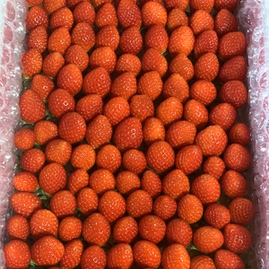 【新品種べにたま】小粒たっぷり１Kg ついに解禁！