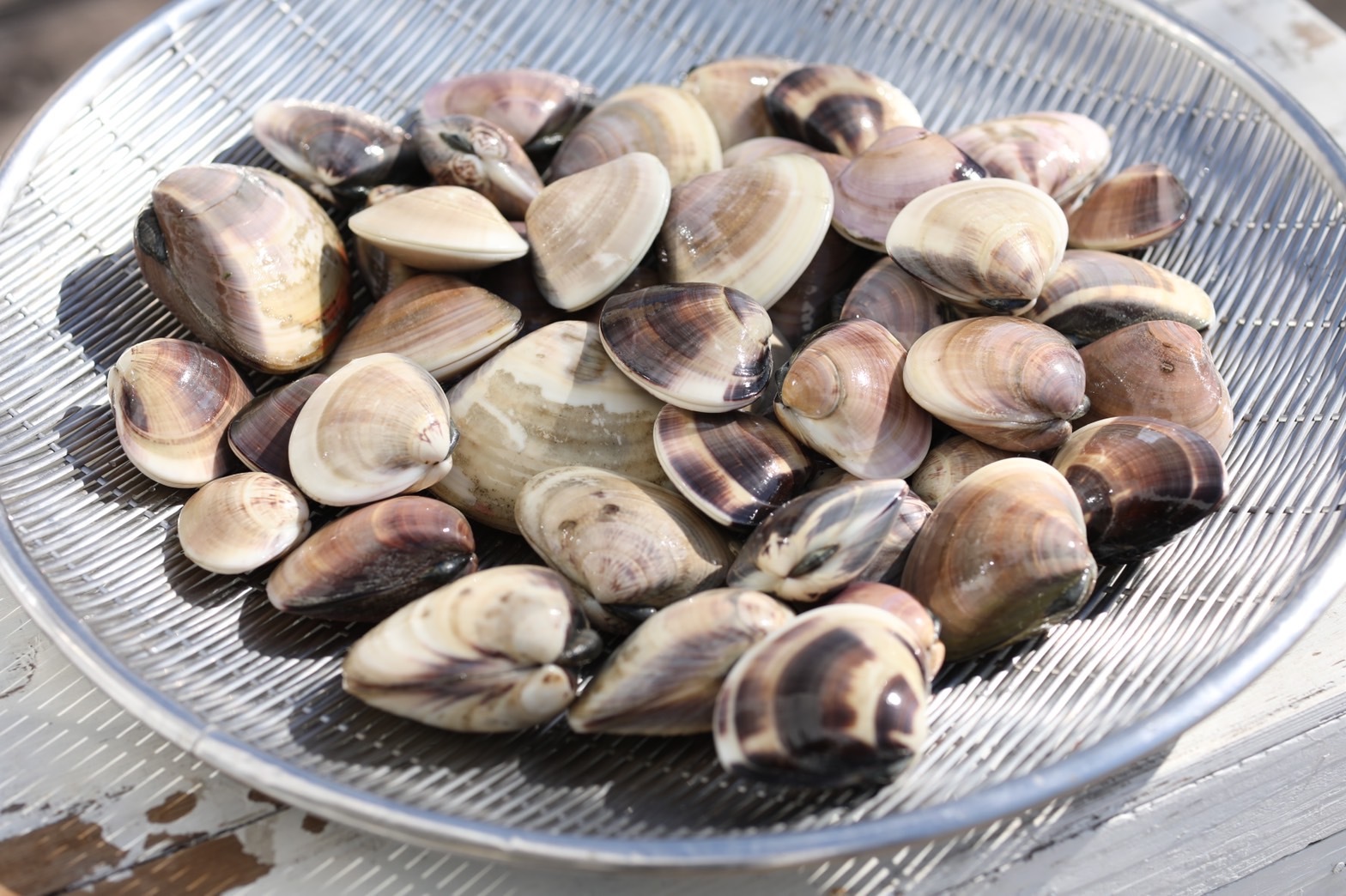 調理済み！(^^)開いちゃいました♪九十九里産酒蒸し蛤(冷凍)｜魚介類の