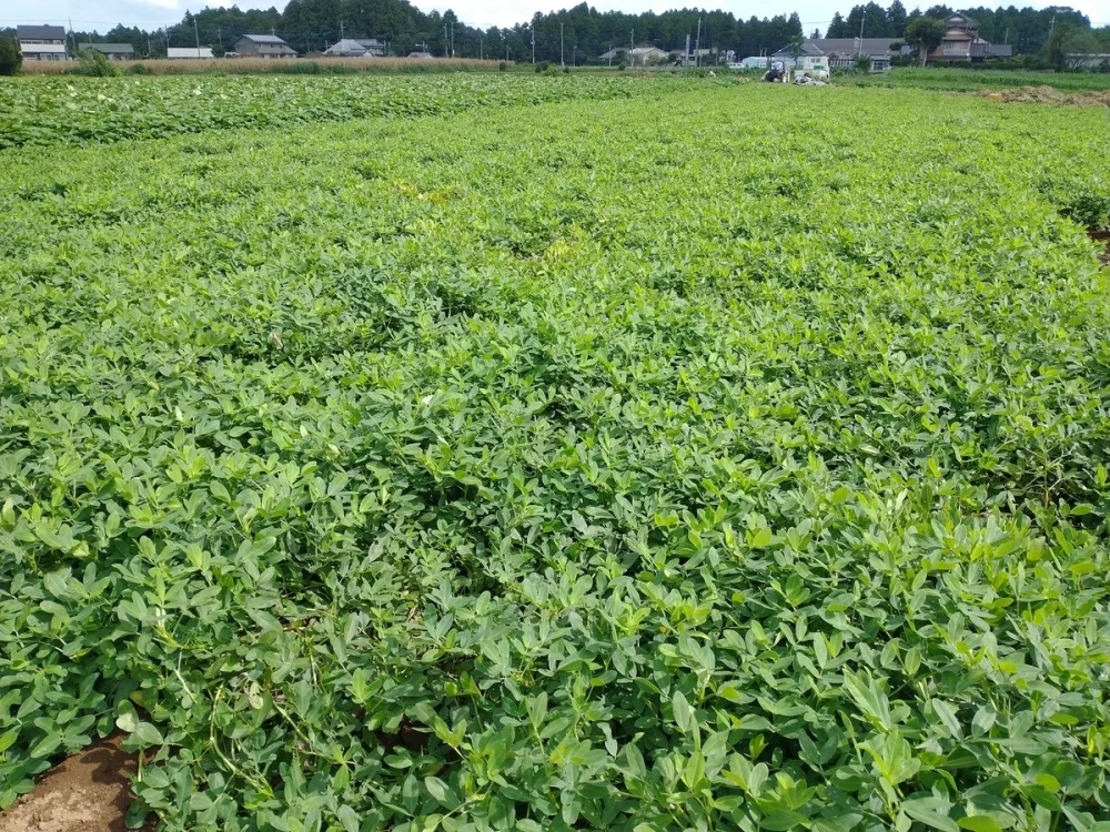 【訳あり一粒タイプ】千葉県産 から付き煎り落花生 おおまさり