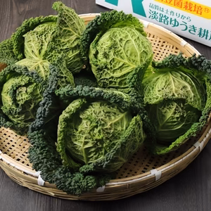 納豆菌栽培淡路島中身が詰まった貴重なサボイキャベツ3個（北海道沖縄離島以外）