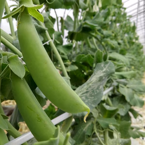 【１kg入・冷蔵便でお届け】スナップエンドウ【冬越しハウスもの】