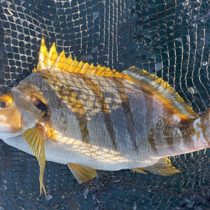 ▼数量限定 “隠れた美味魚”【天然タカノハダイ】 希望があれば１魚種おまけ付き！
