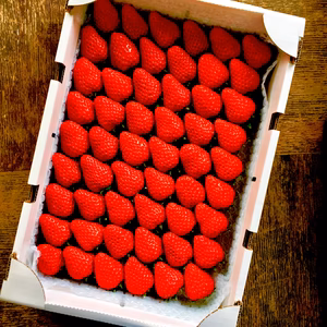 甘ーいイチゴをかぶりつこう！ゴージャス感のあるファミリータイプ