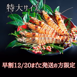 【数量限定】12/20までに発送の方限定！活き車海老の特大サイズ！