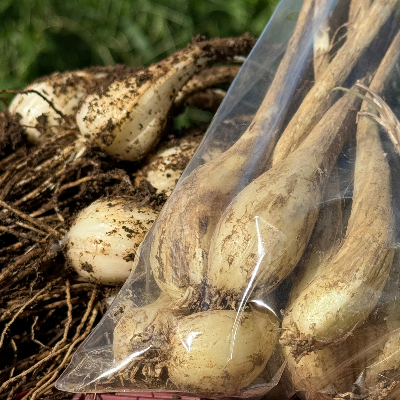 らっきょうの通販・お取り寄せ商品｜野菜｜ポケットマルシェ｜産地直送