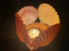 食べる宝石「ヒオウギ貝」貝殻アートの作り方もお伝えします！【冷凍】