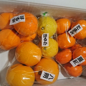 園主の気まぐれ 春みかん ５種盛     柑橘食べ比べ　
