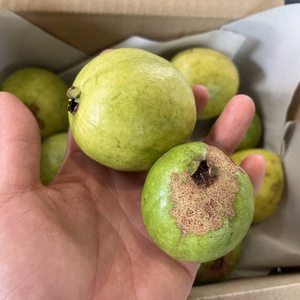 沖縄県産 グァバ 1kg～