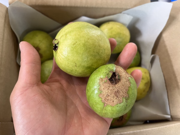 沖縄県産 グァバ 1kg～