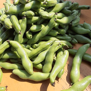 大粒で甘味があって美味しい❣かまちゃん農園の「一寸そら豆」