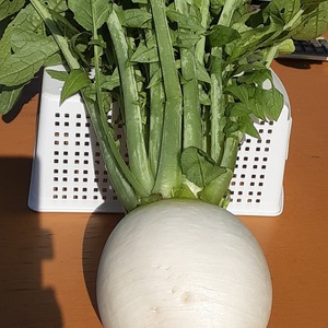 千枚漬けが美味しい！！京野菜「聖護院ダイコン」
