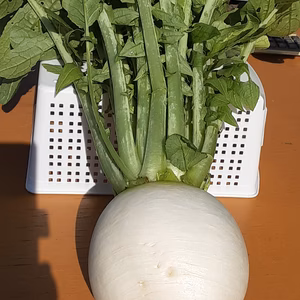 煮物や千枚漬けが美味しい！！京野菜「聖護院ダイコン」