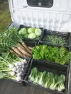 【月2回】旬の有機野菜の詰め合わせ（8品）〈有機JAS取得〉
