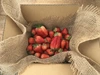 特別栽培イチゴ箱詰め1kg （紅ほっぺ）