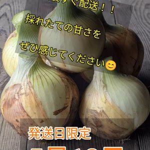 5月12日発送！！金江町の恵み　朝採れ！甘みたっぷり新玉ねぎ